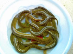 黃鱔苗（純手工捕捉，生猛沒?。? /></a>
                            </div>
                            <p>
                                <a href=