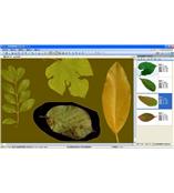 LA-S型植物葉面積、病斑、蟲損、葉色分檔分析儀系統(tǒng)