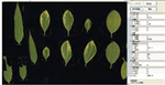 植物葉面積分析儀系統(tǒng)， 野外便攜式植物葉面積分析儀